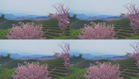 杭州富阳拔山春天樱花茶园风景高清在线视频素材下载