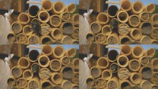 蜜蜂、昆虫、手杖、虫子高清在线视频素材下载