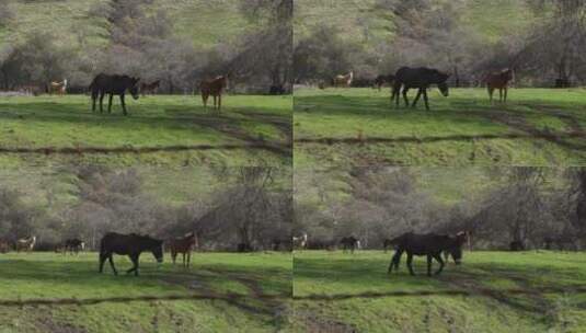 草地上的棕马群高清在线视频素材下载