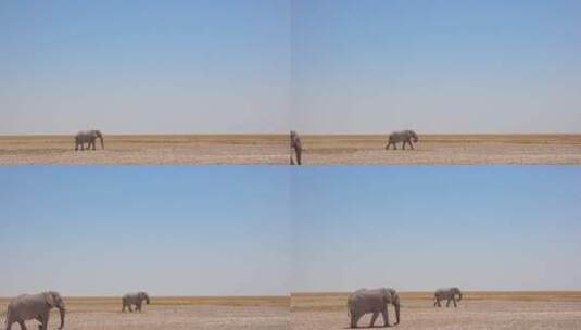 非洲象穿越沙漠高清在线视频素材下载