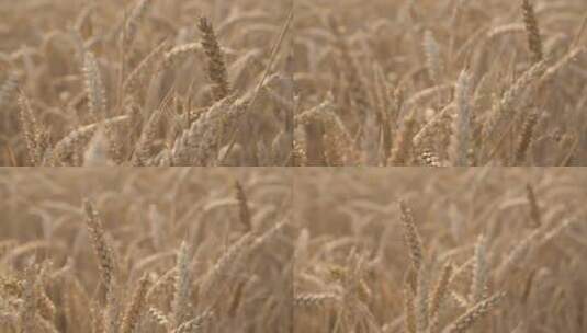 黄金时间小麦拍摄高清在线视频素材下载