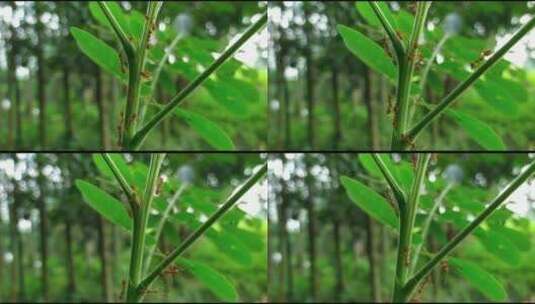 火蚁绕着绿色植物茎移动高清在线视频素材下载