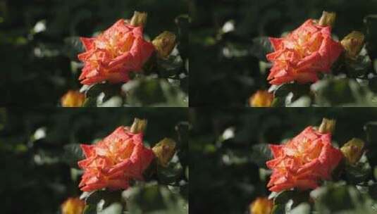 植物蔷薇花花朵特写高清在线视频素材下载