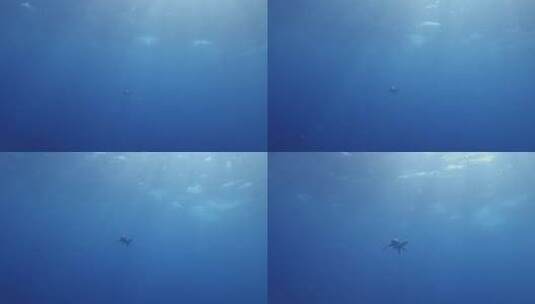 鲨鱼和一群鱼在海里遨游高清在线视频素材下载