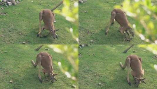 滑稽的袋鼠在绿草中爬行寻找食物高清在线视频素材下载