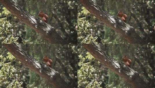 松鼠坐在树枝上吃坚果高清在线视频素材下载