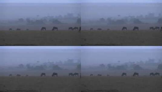 雨中吃草的马匹高清在线视频素材下载