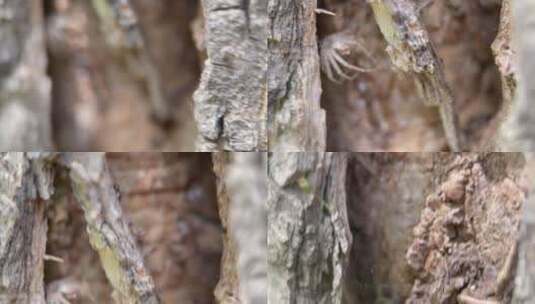四k实拍树皮上昆虫高清在线视频素材下载