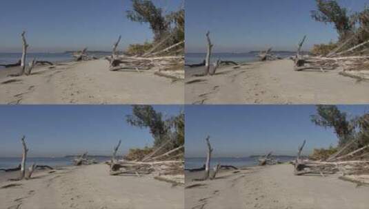 海滩上的浮木高清在线视频素材下载
