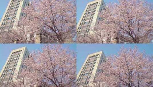 春天满树的粉色樱花盛开高清在线视频素材下载
