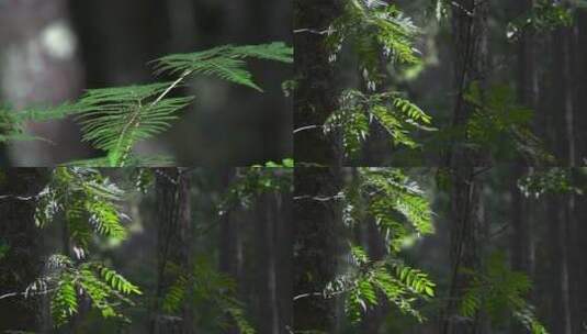 叶子慢镜头视频绿色的蕨类叶子在风中摇动高清在线视频素材下载
