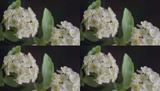 微距鲜花摄影铁线菊野花高清在线视频素材下载