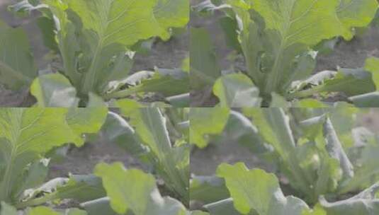 花菜温室生长微距创意拍摄LOG素材高清在线视频素材下载