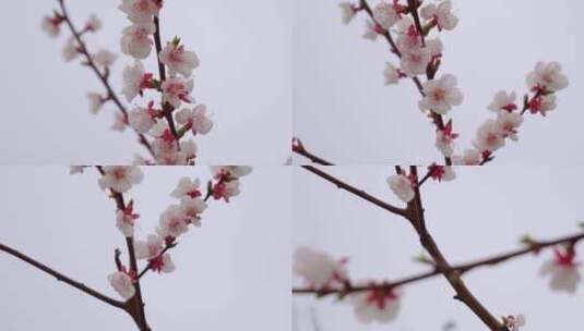 春天的樱花开放高清在线视频素材下载
