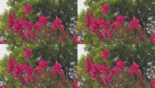 红得漂亮的花卉高清在线视频素材下载