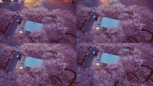 上海粉色樱花林高清在线视频素材下载