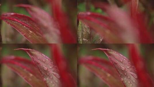 植物上的水珠高清在线视频素材下载