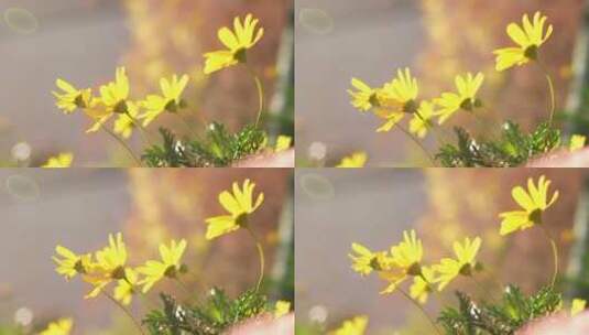 风中摇摆的黄菊花高清在线视频素材下载
