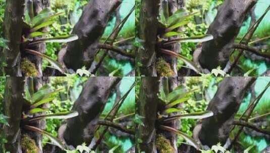 热带植物叶子爬山虎蕨类雨林缸高清在线视频素材下载
