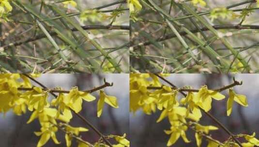 【镜头合集】北京植物园迎春花微距特写高清在线视频素材下载