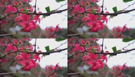 春天花朵镜头高清在线视频素材下载