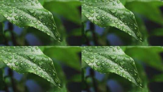 斜风细雨中腊梅树嫩叶上水珠水滴唯美视频高清在线视频素材下载