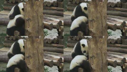 幼年大熊猫在玩耍高清在线视频素材下载