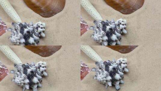 贝壳_牡蛎和沙子上的海星_近距离高清在线视频素材下载