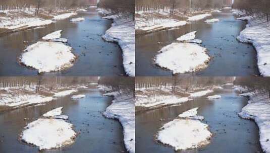 冬季雪天河流野鸭高清在线视频素材下载