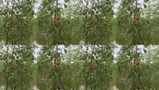 大棚蔬菜农业种植圣女果西红柿高清在线视频素材下载