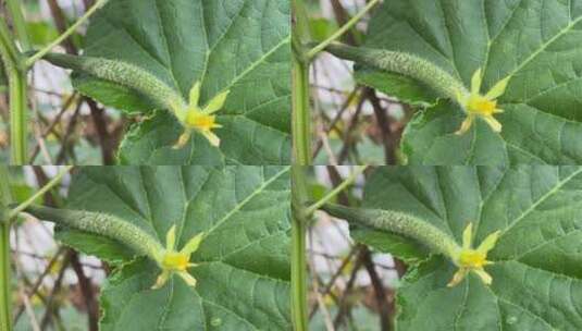 开花的黄瓜特写镜头高清在线视频素材下载