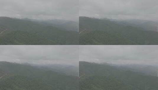 雨季 松柏 季节 森林 松树 天气高清在线视频素材下载