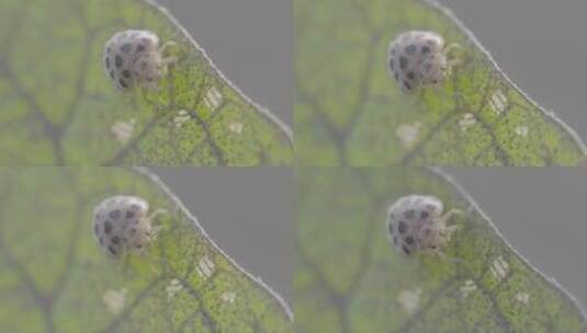 啃食叶片的瓢虫LOG高清在线视频素材下载