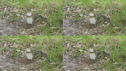 草原上的灰松鼠高清在线视频素材下载