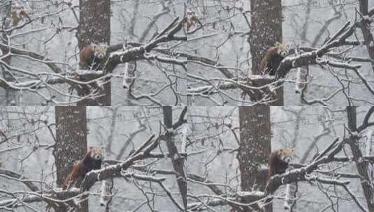 浣熊在大雪覆盖的树枝上行走高清在线视频素材下载