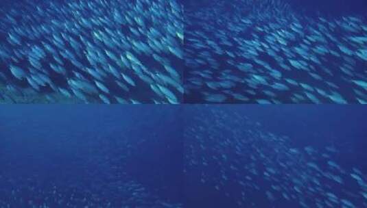 海底鱼群高清在线视频素材下载