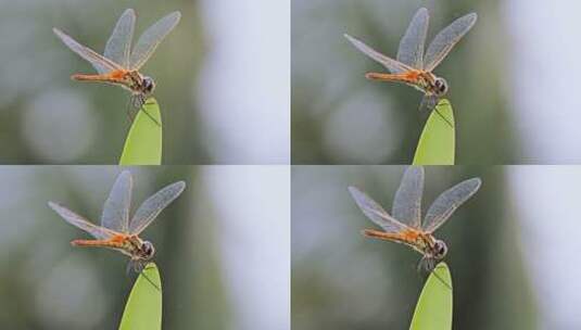 蜻蜓停在绿叶上4K高清在线视频素材下载