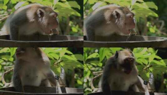 吃垃圾的长尾猕猴用水龙头喝水的特写镜头高清在线视频素材下载