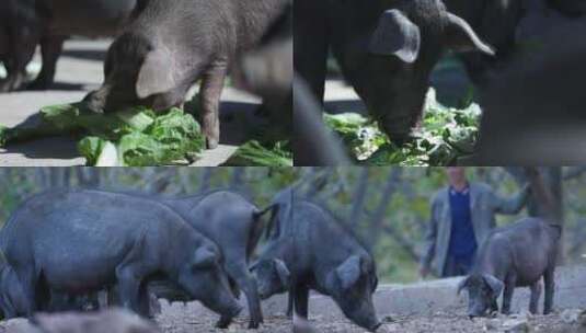 散养生态土猪高清在线视频素材下载