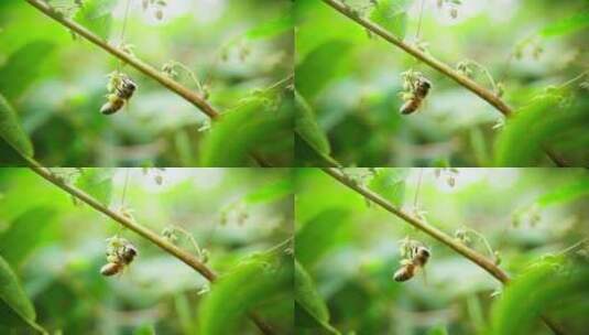 蜜蜂野花上采蜜微距特写飞舞慢镜头高清在线视频素材下载