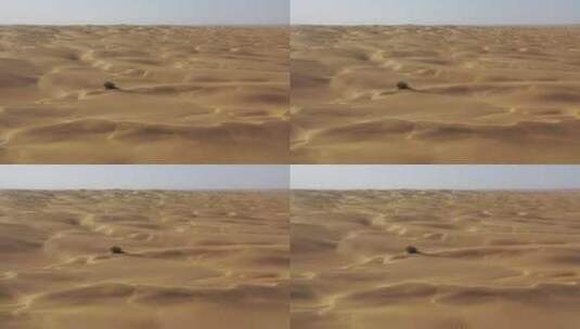新疆塔里木盆地浩瀚的沙漠高清在线视频素材下载