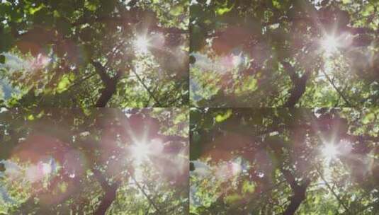 树荫下散落的阳光丁达尔高清在线视频素材下载