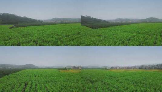 甘蔗种植基地11高清在线视频素材下载