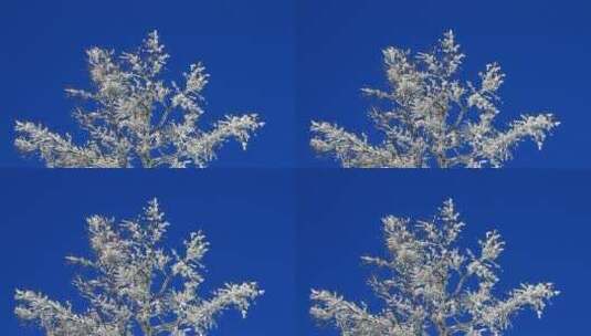 冰雪树枝高清在线视频素材下载