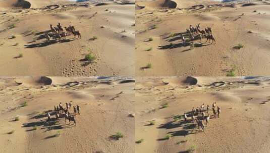 航拍内蒙古巴丹吉林沙漠上奔跑的骆驼高清在线视频素材下载