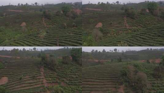 云南西双版纳普洱茶种植园鸟瞰 (3)高清在线视频素材下载