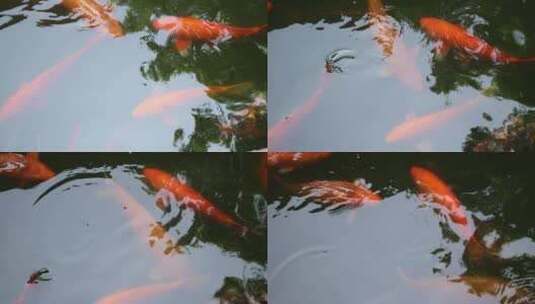金色肥大的鱼在池塘游泳高清在线视频素材下载