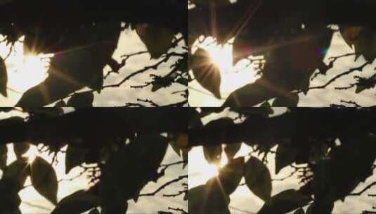 阳光透过剪影的树叶高清在线视频素材下载