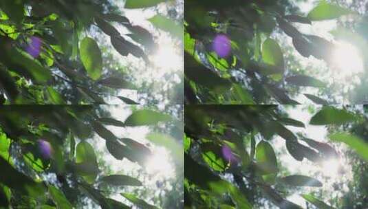 逆光下的树叶高清在线视频素材下载