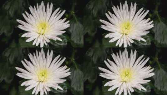 白菊花在绿叶背景上随时间流逝绽放高清在线视频素材下载